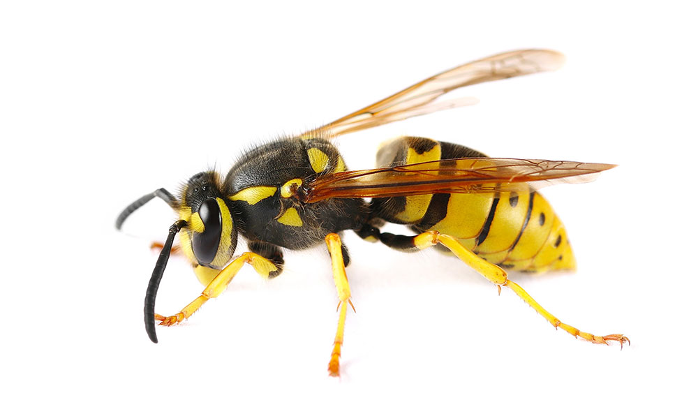 Stray Insects Beyond the Buzz - Pickles Pest Control